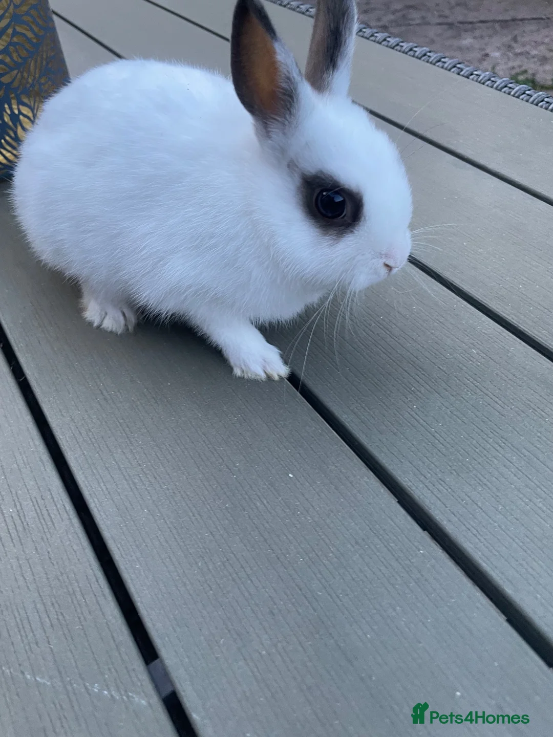 Netherland Dwarf rabbits for sale: Male rabbits  in Leicester - Advert 8