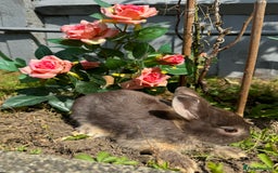 Netherland Dwarf rabbits for sale: STUNNING TAME PUREBRED BABY NETHERLAND DWARFS  - Image 7