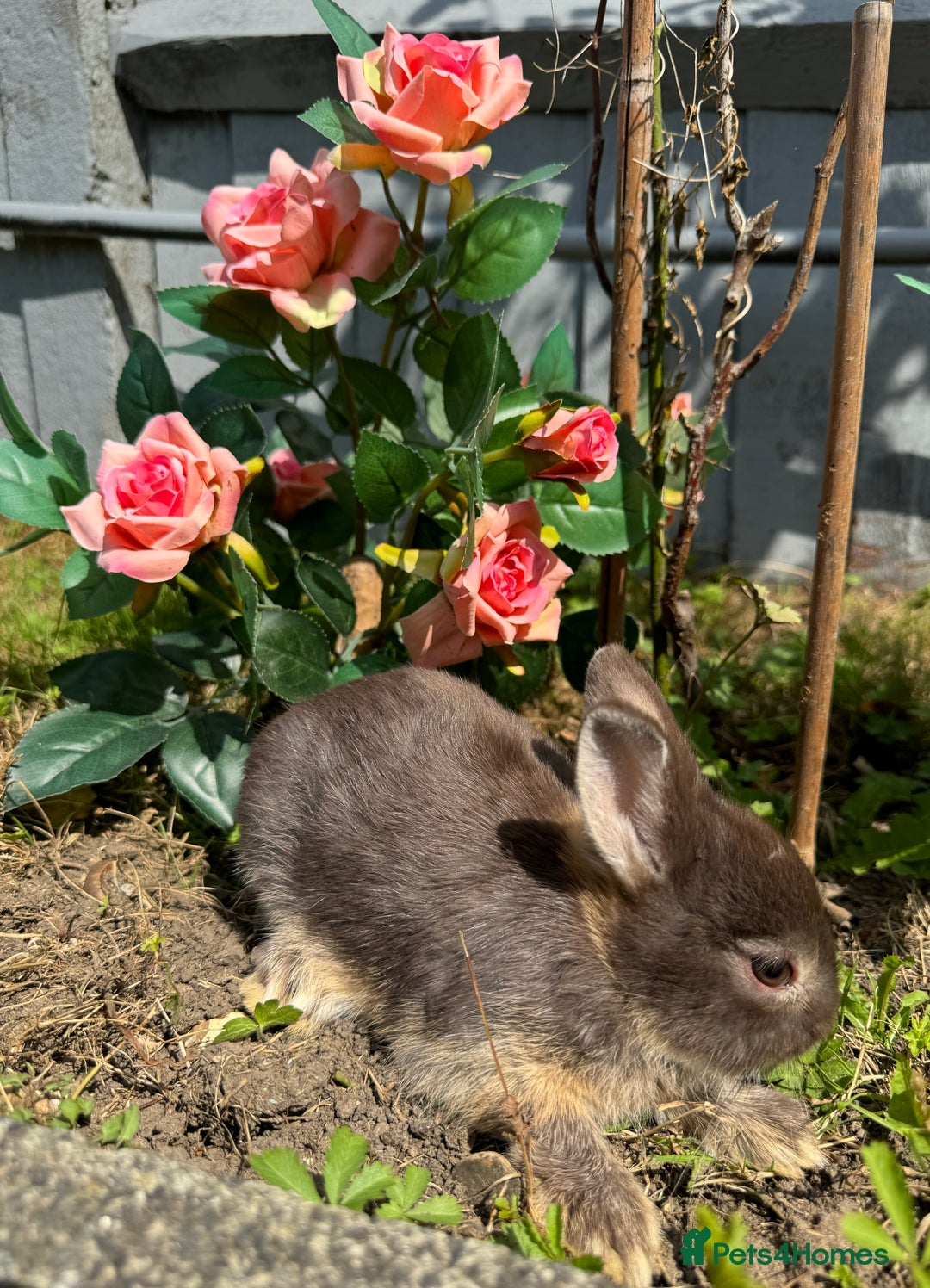 Netherland Dwarf rabbits for sale: STUNNING TAME PUREBRED BABY NETHERLAND DWARFS  - Image 7
