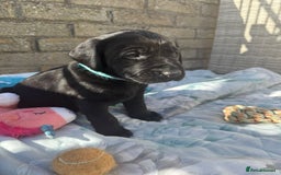 Labrador Retriever dogs for sale: Stunning black Labrador puppies  - Image 4