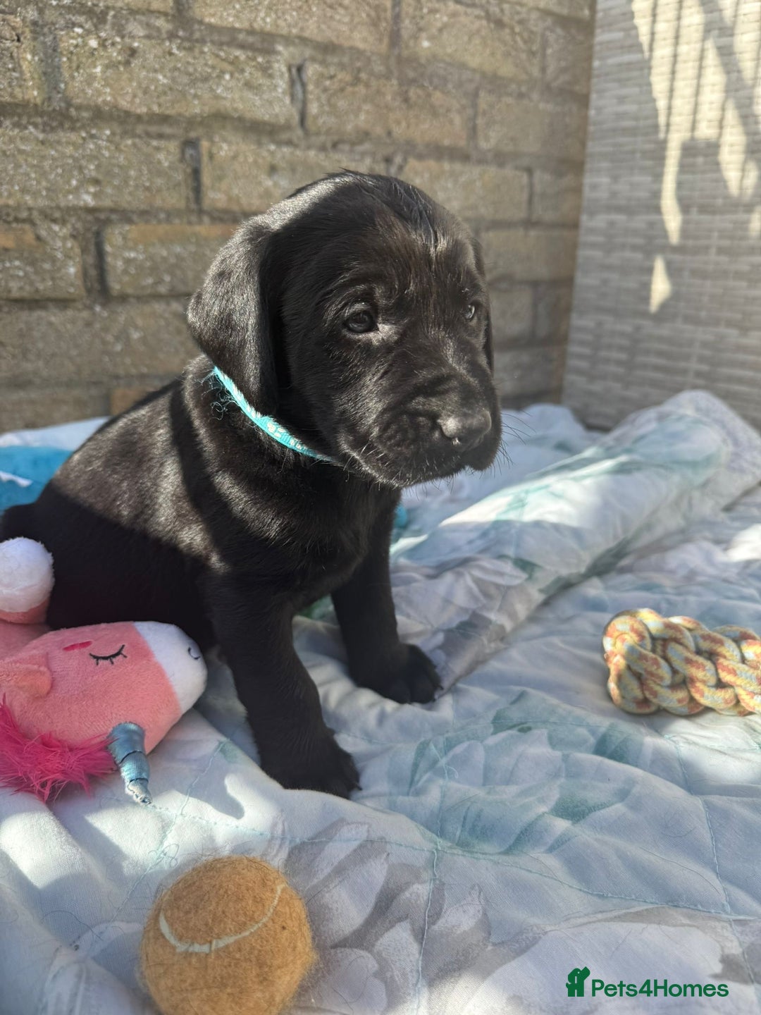 Labrador Retriever dogs for sale: Stunning black Labrador puppies  - Image 4