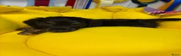 Miniature Dachshund dogs for sale: Miniature Longhaired Dachshunds  - Advert 10