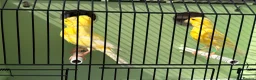 Canaries birds for sale: 100 persent proven waterslager  canary’s hens  - Advert 6