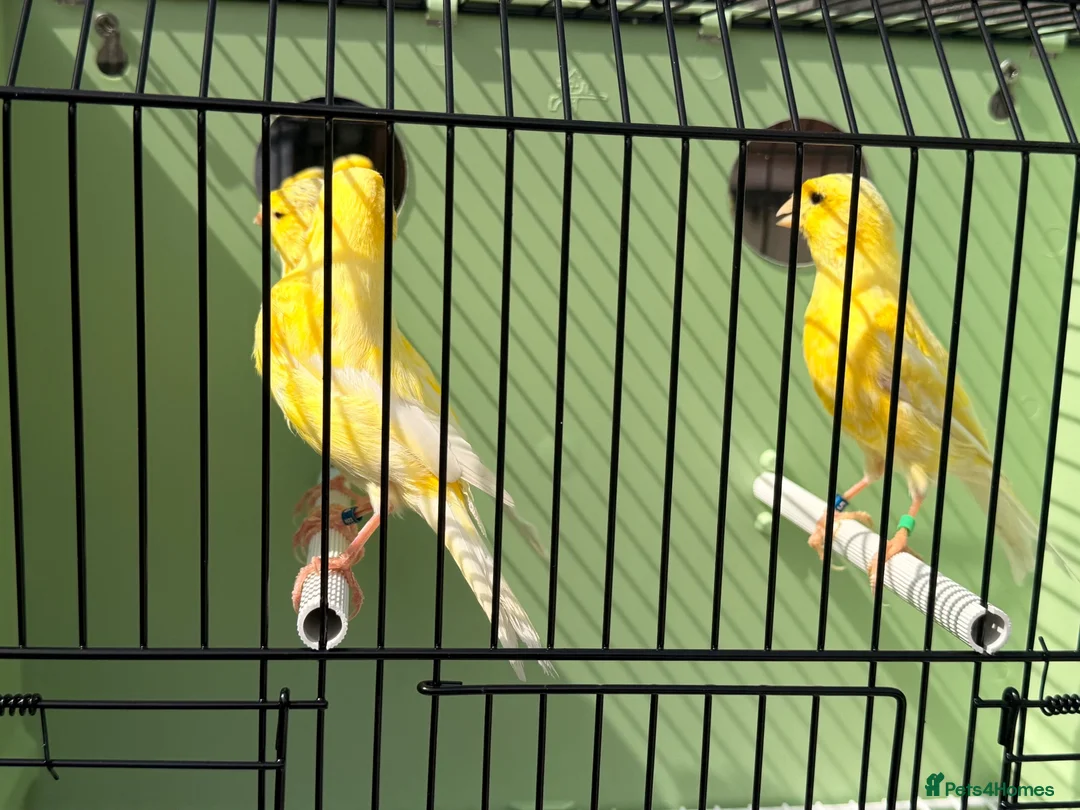 Canaries birds for sale: 100 persent proven waterslager  canary’s hens  - Advert 6