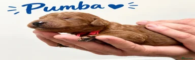 Pumba