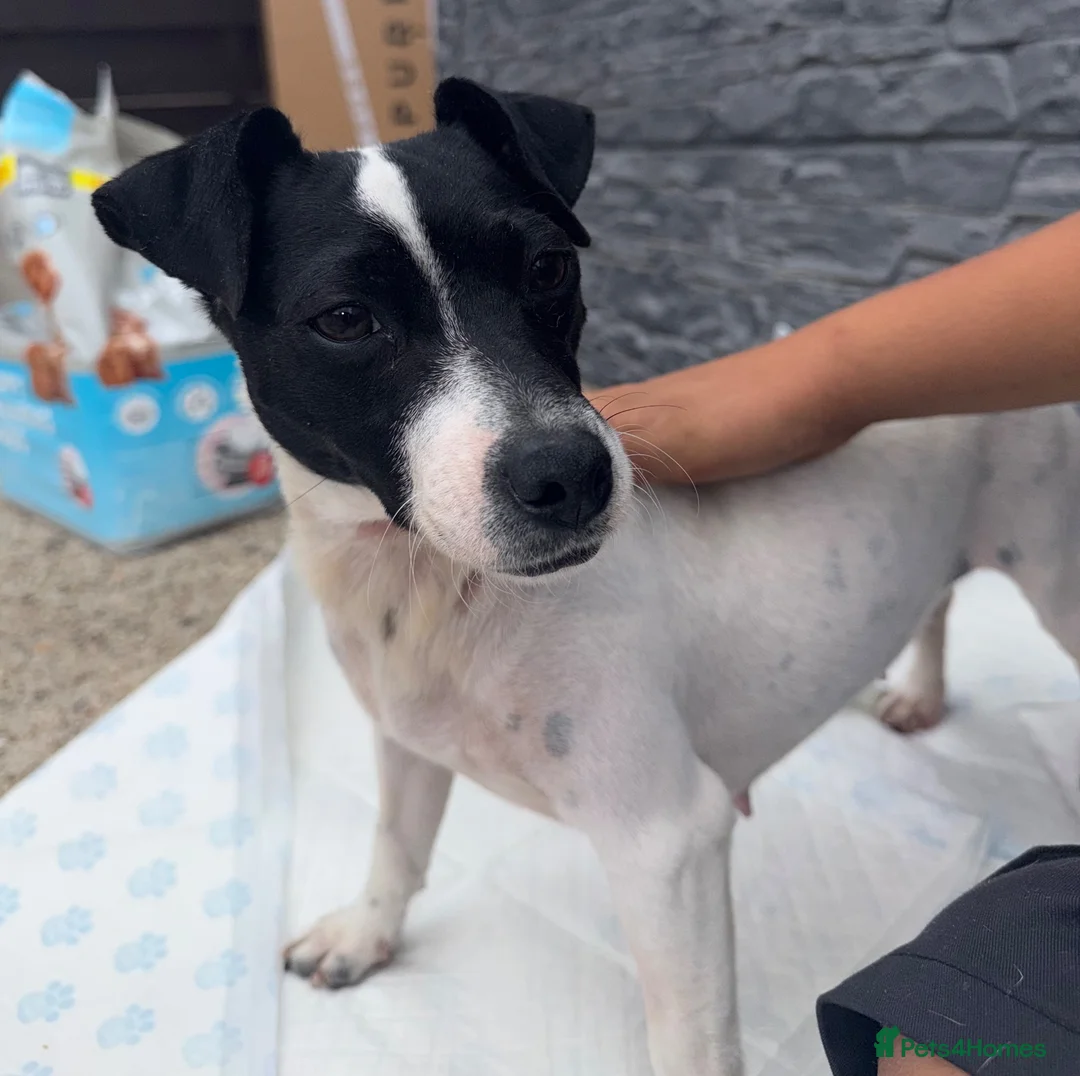 Jack Russell dogs for sale: Jack Russell puppies  in Epsom - Advert 1