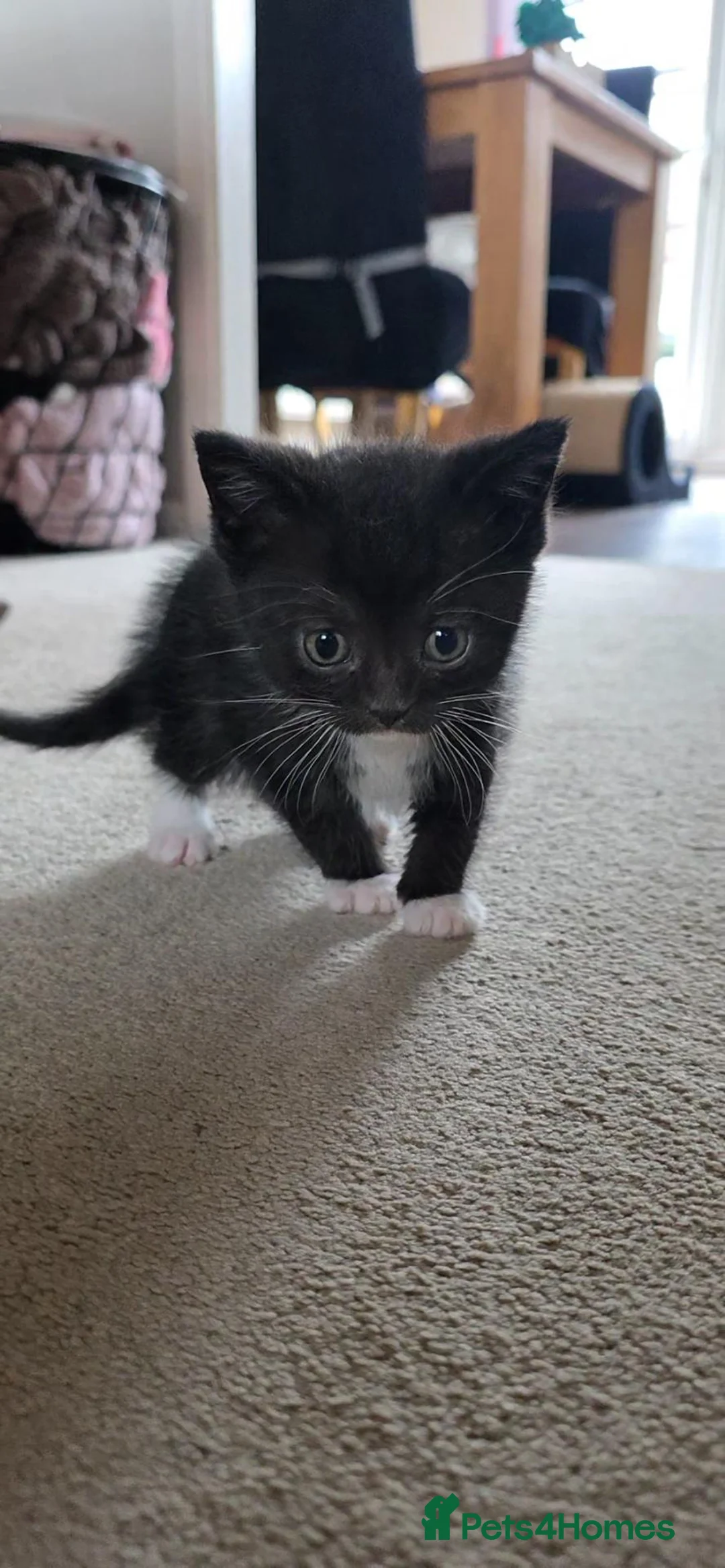 British Shorthair cats for sale: Beautiful kittens  - Advert 1