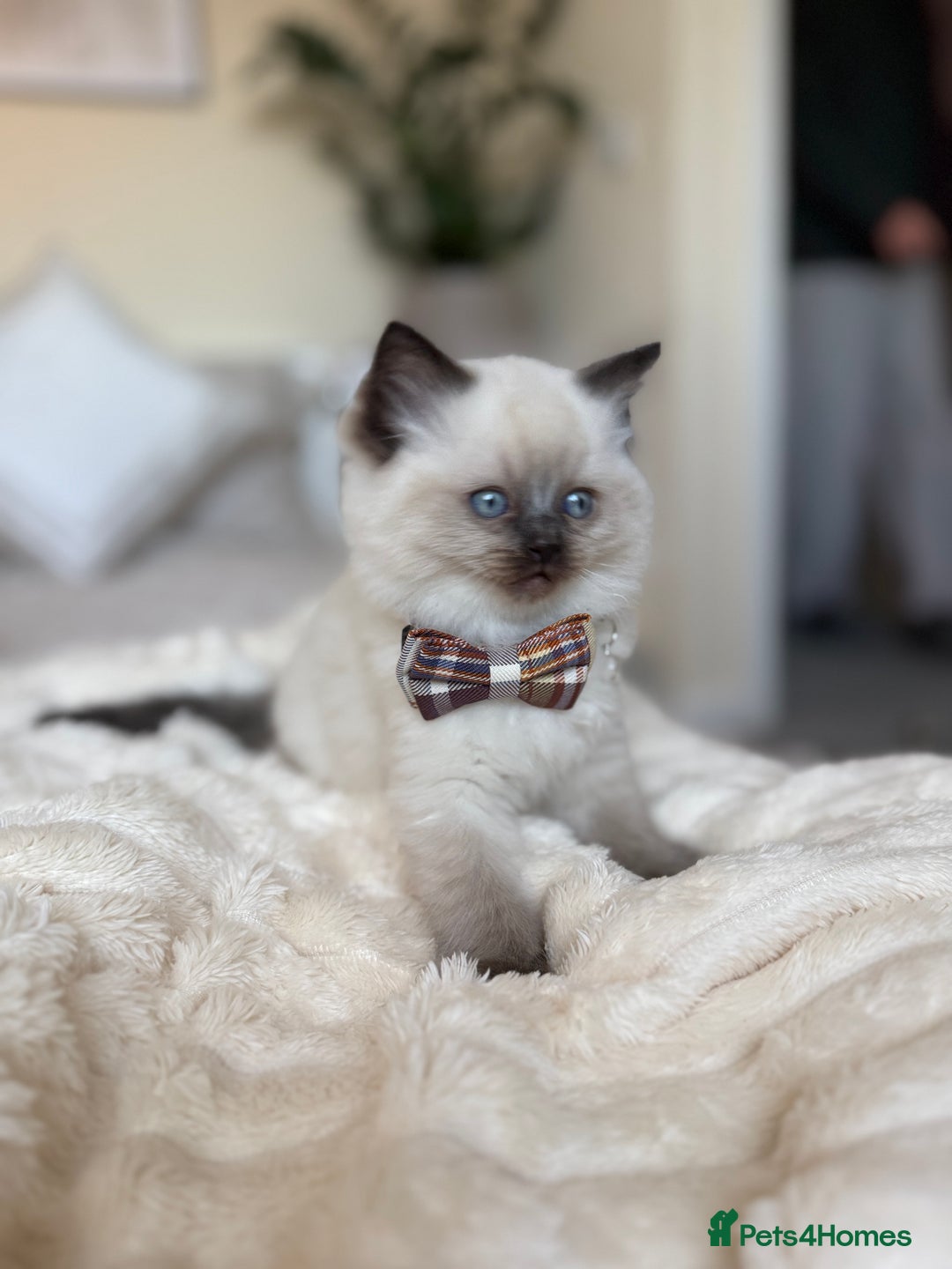 Ragdoll cats for sale: Beautiful Ragdoll Kitten for Sale – Seal Point - Advert 6