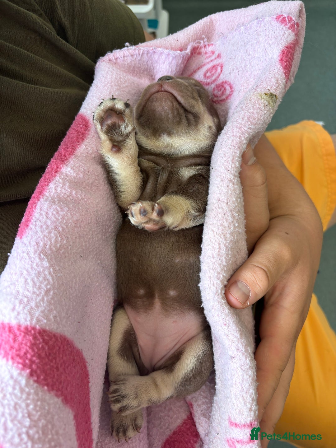 French Bulldog dogs for sale: Lilac and tan male, chocolate and tan female  - Image 5