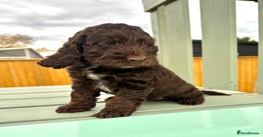 Cockapoo dogs - Advert 7