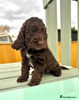 Cockapoo dogs - Advert 7