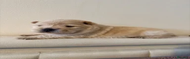 Yellow Collar