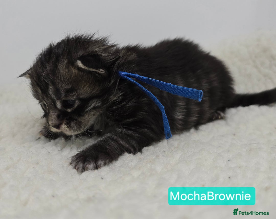 Maine Coon cats for sale: Maine Coon Kittens (Russian & Golden lines) - Advert 19