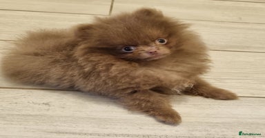 Pomeranian dogs - Advert 3