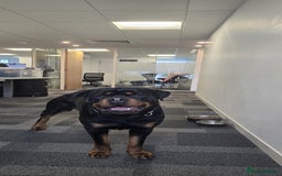 Rottweiler dogs for stud: Champion Bloodline Rottweiler Stud - Image 8