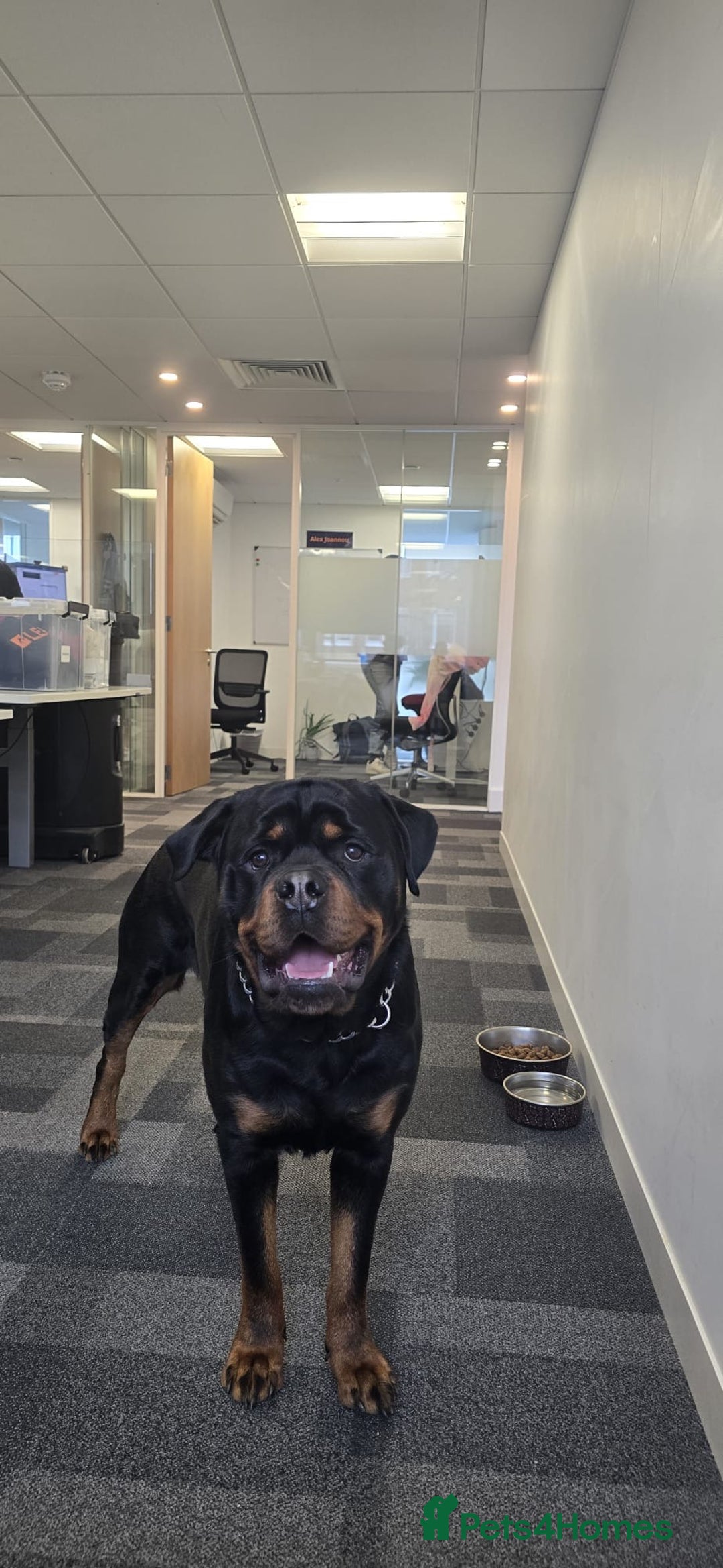 Rottweiler dogs for stud: Champion Bloodline Rottweiler Stud - Image 8