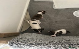 Jack Russell dogs for sale: Beautiful jack russle puppies - Image 7