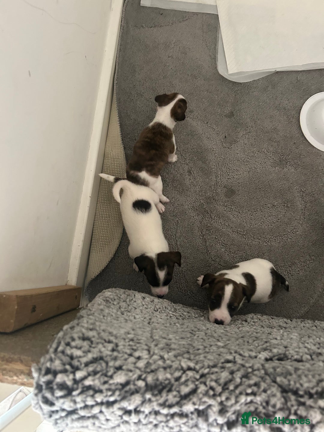 Jack Russell dogs for sale: Beautiful jack russle puppies - Image 7