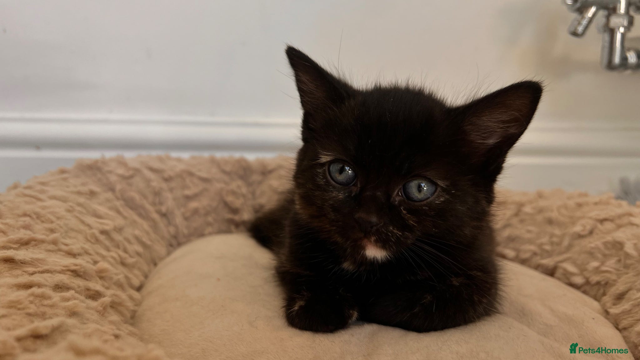 British Shorthair cats Female Kitten  - Advert 2