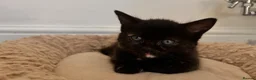 British Shorthair cats for sale: Female Kitten  in Darwen - Advert 1
