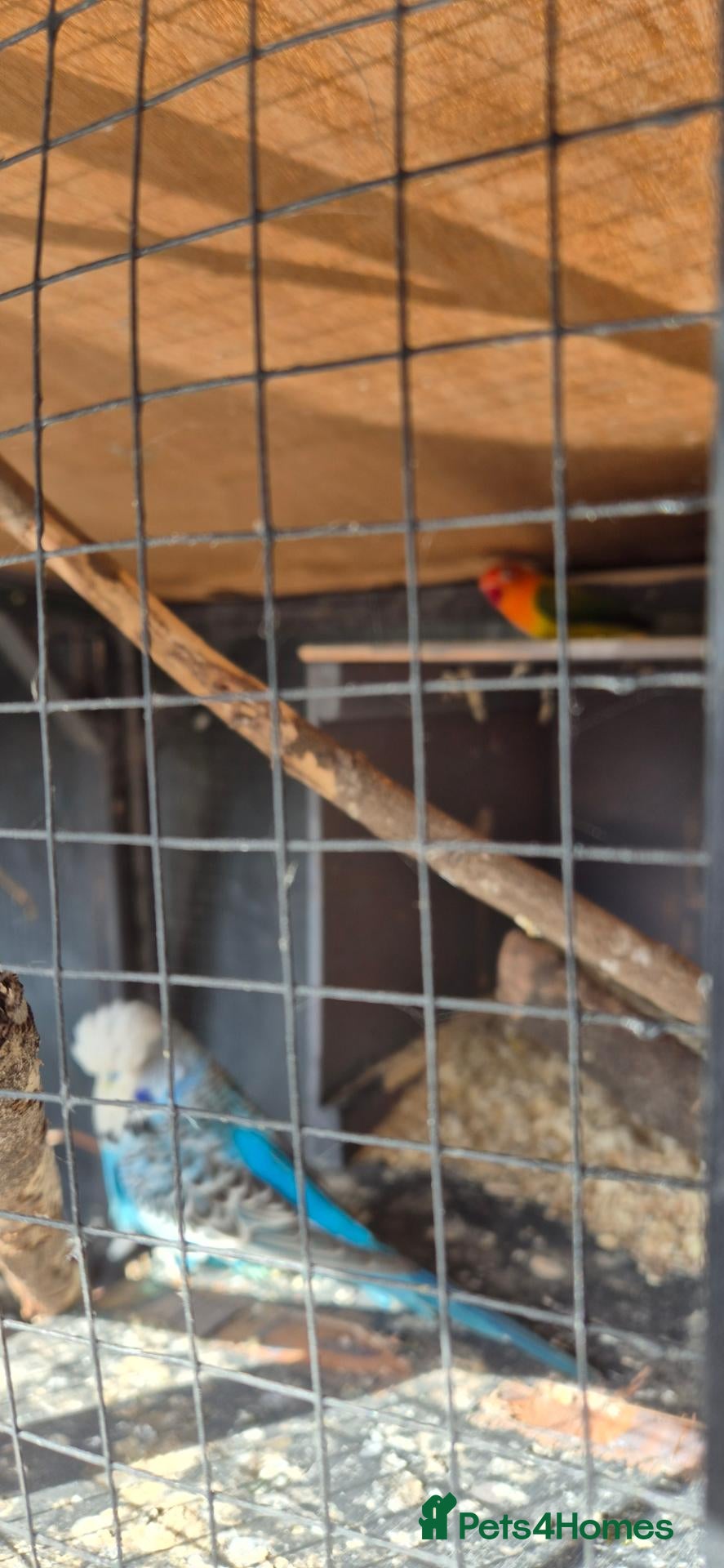 Lovebirds birds Love birds breeding pair - Advert 6