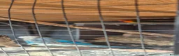 Lovebirds birds for sale: Love birds breeding pair - Advert 1