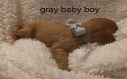 Cavalier King Charles Spaniel dogs for sale: Health tested Cavalier King Charles  - Image 18