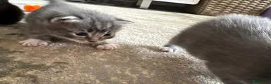 Mixed Breed Kitten 3