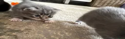 Mixed Breed cats for sale: Half Ragdoll Kittens  in Northampton - Advert 4