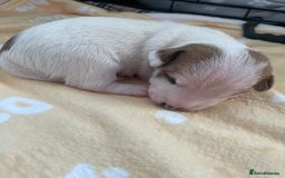 Mixed Breed dogs for sale: Jack chi puppies  - Image 13