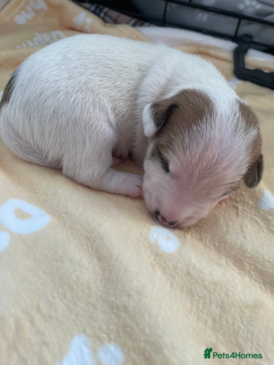 Mixed Breed dogs for sale: Jack chi puppies  - Image 13