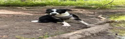 Border Collie dogs for sale: Benji the Border Collie in Ormskirk - Advert 5
