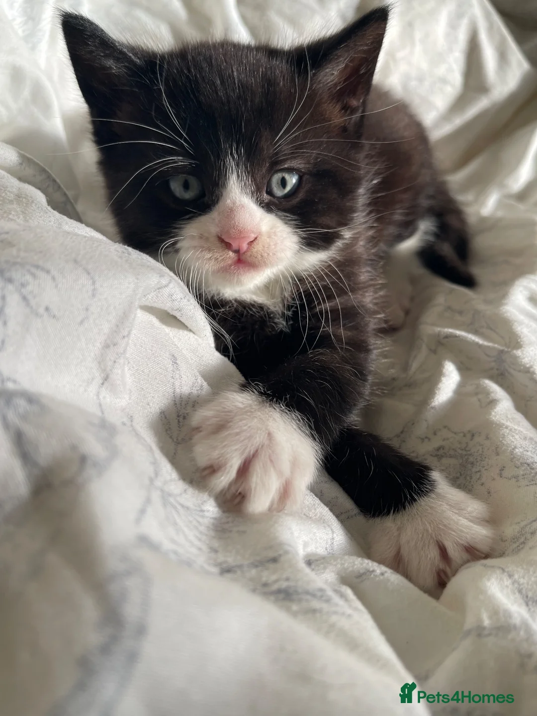 Mixed Breed cats for sale: 🐾 Beautiful Kittens Looking for Loving Homes 🐾 - Advert 8