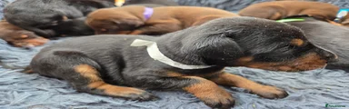 Dobermann 9