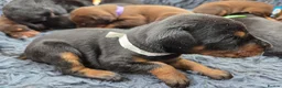 Dobermann dogs for sale: Healthy, happy Dobermann puppies available - Advert 8