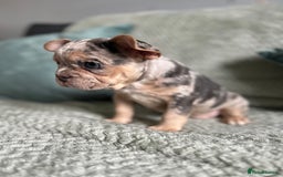 French Bulldog dogs for sale: Beautiful merle and platinum frenchies  - Image 4