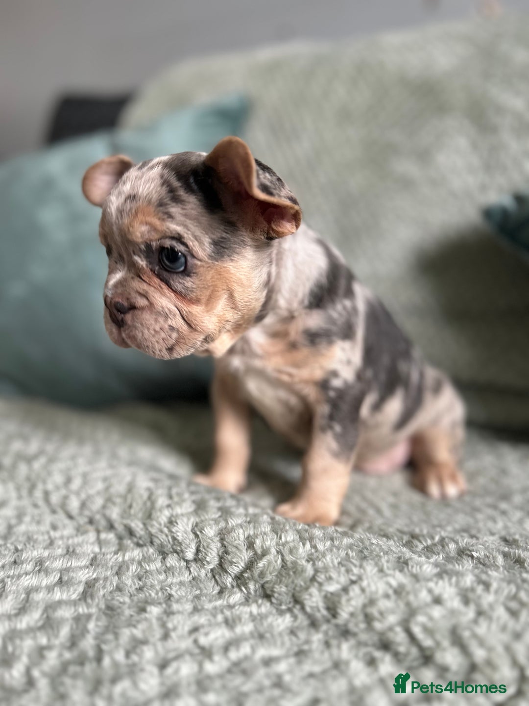 French Bulldog dogs for sale: Beautiful merle and platinum frenchies  - Image 4
