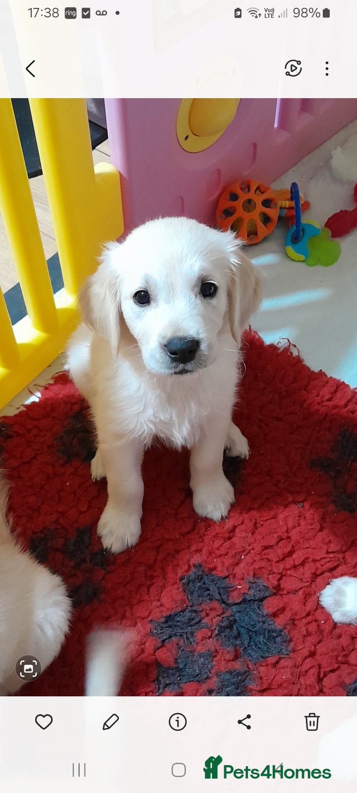 Golden Retriever dogs Kc golden retriever boy - Advert 6