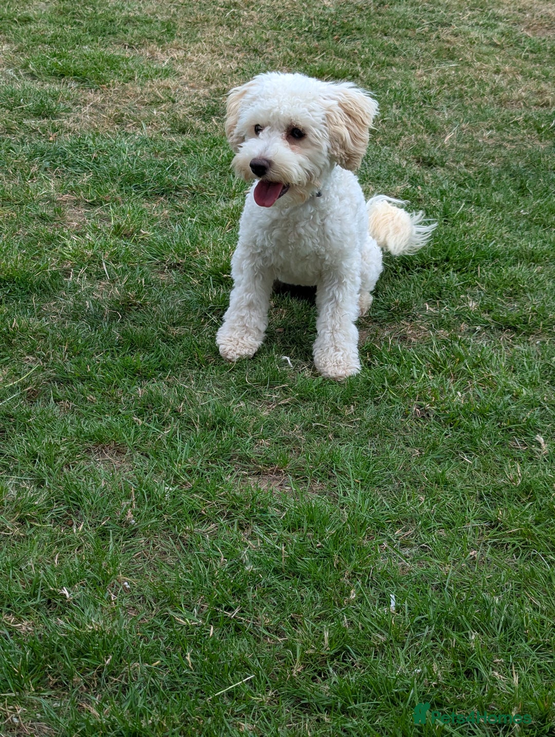 Cockapoo dogs for sale: White female toy cockapoo - Image 2