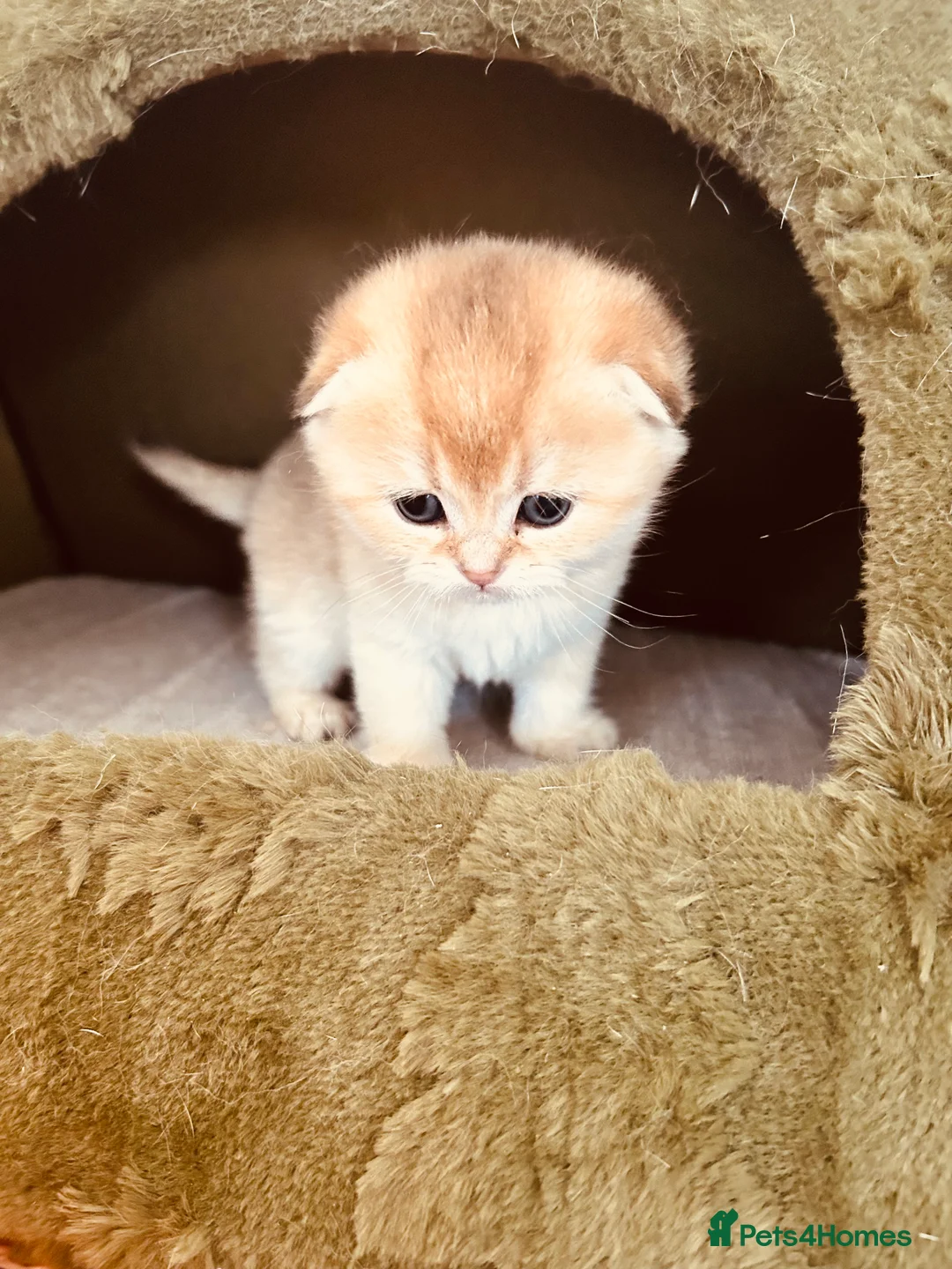 Scottish Fold cats for sale:  Tiny golden treasures for their forever homes! - Advert 2