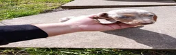 Miniature Dachshund dogs for sale: Beautiful Liter of Miniature Dachshund Puppies - Advert 20