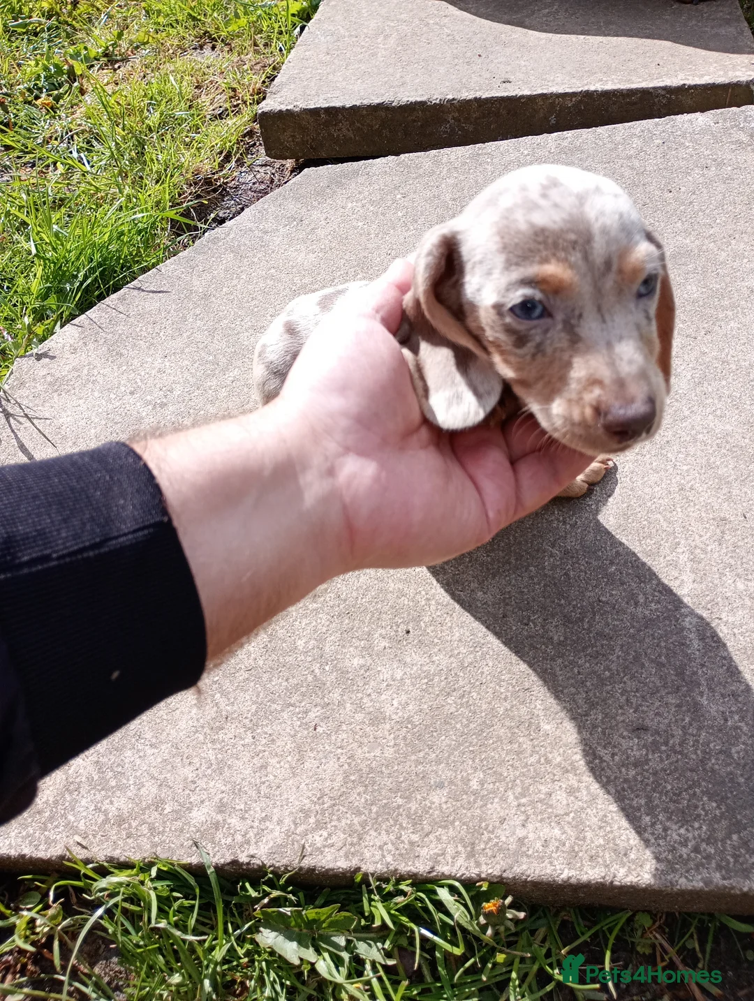 Miniature Dachshund dogs for sale: Beautiful Liter of Miniature Dachshund Puppies - Advert 20