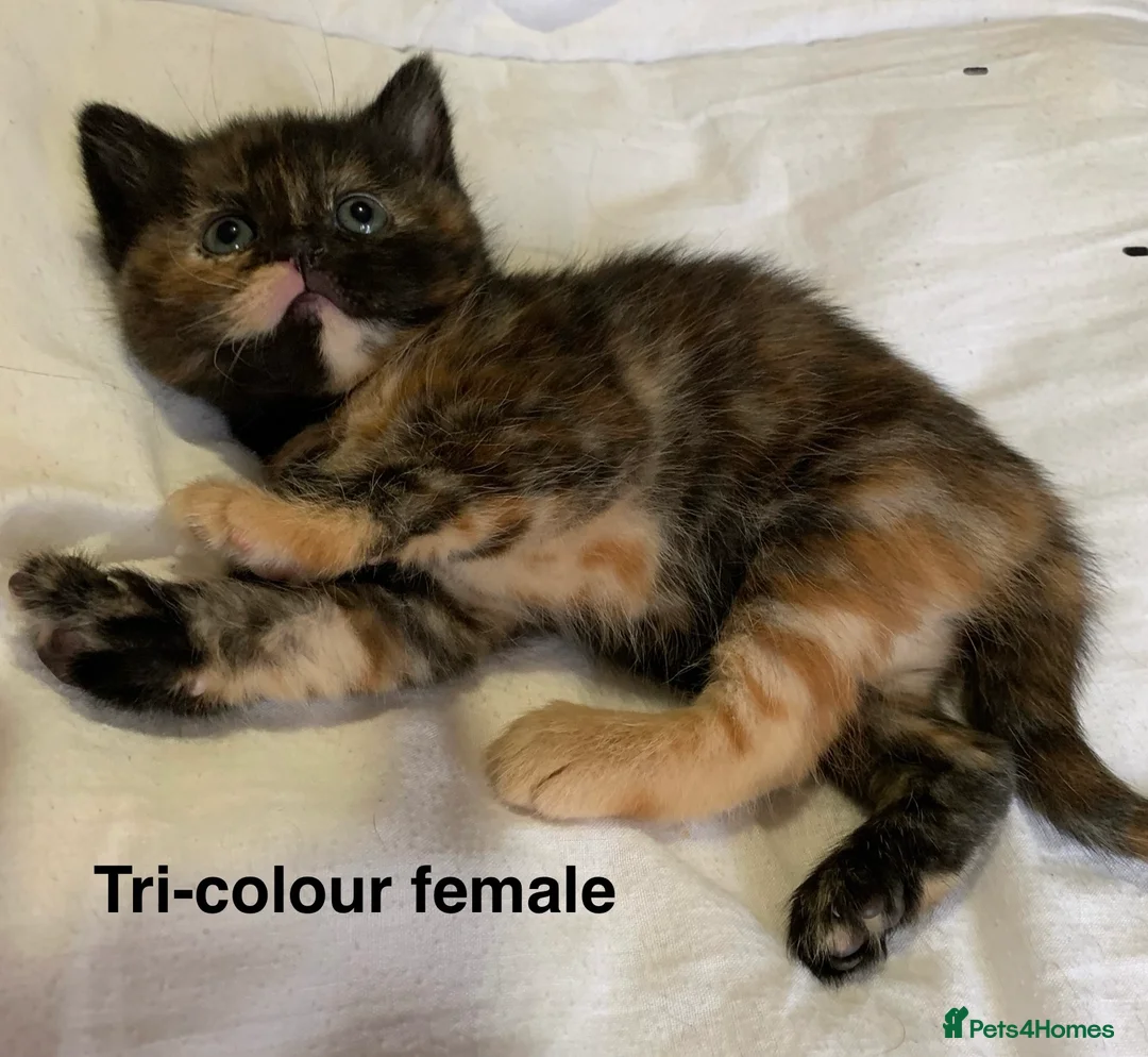 Turkish Angora cats for sale: 5 Turkish Angora kittens - 3 Girls/2 boys - Advert 17