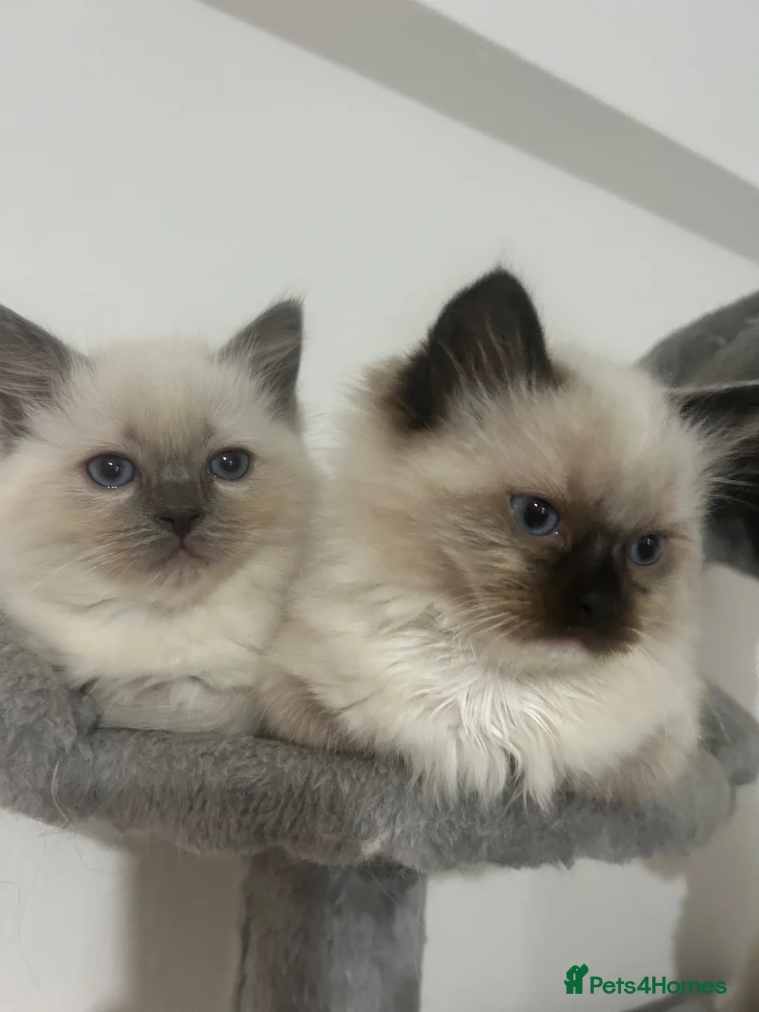 Ragdoll cats for sale: Kittens Ragdoll - Advert 1