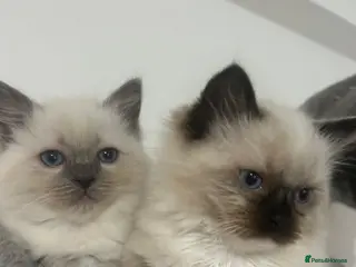 Ragdoll cats Kittens Ragdoll - Advert 1