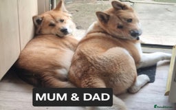 Akita dogs for sale: American akita x3  - Image 1