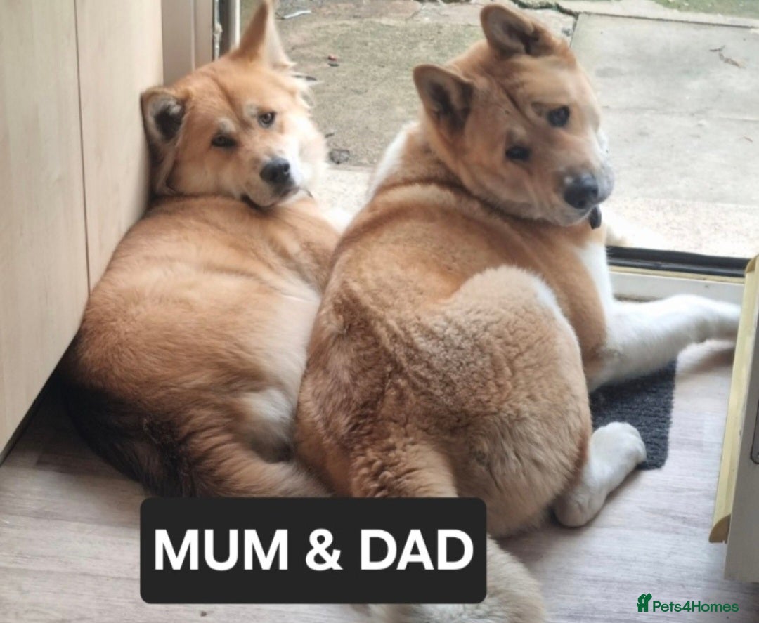 Akita dogs for sale: American akita x3  - Image 1