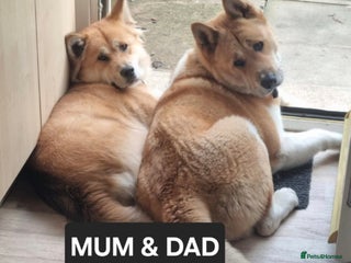 Akita dogs - Advert 2