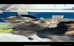 Mixed Breed cats for sale: kittens - Image 7
