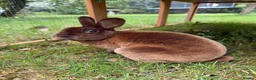 Rex rabbits for sale: Chocolate brown mini rex in Tonbridge - Advert 1
